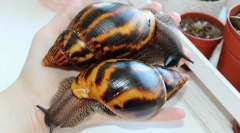 Дали вреди дал на полжав ахатина, 10 причини за и 10 причини против